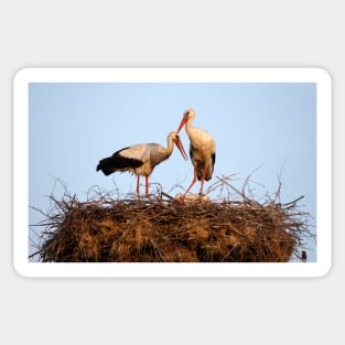 Storks nesting Sticker